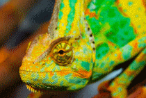 Logo of INTERNATIONAL FAIR OF EXOTIC ANIMALS Dec. 2025