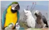 Logo of St Augustine Exotic Bird Expo 2023